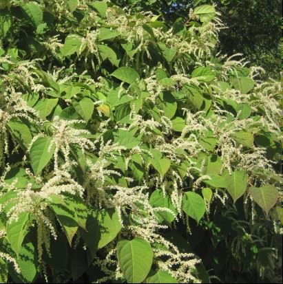 knotweed